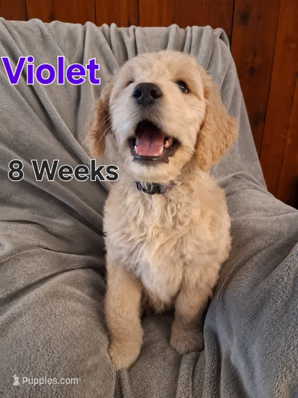 Violet – Goldendoodle puppy for sale in Vallejo, CA