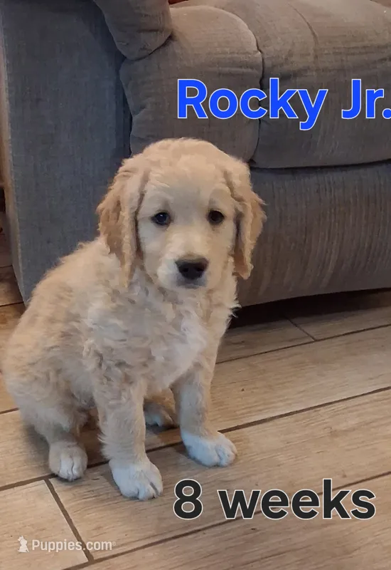 Rocky – Goldendoodle puppy for sale in Vallejo, CA