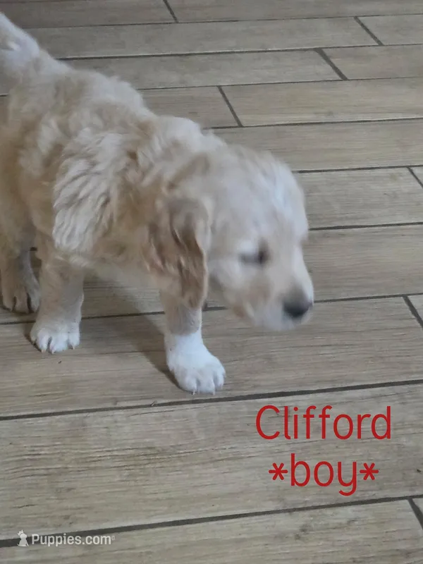 Clifford – Goldendoodle puppy for sale in Vallejo, CA