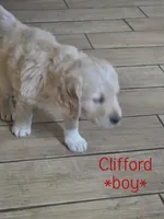 Clifford, a male Goldendoodle for sale in Vallejo, CA – 1 of 3