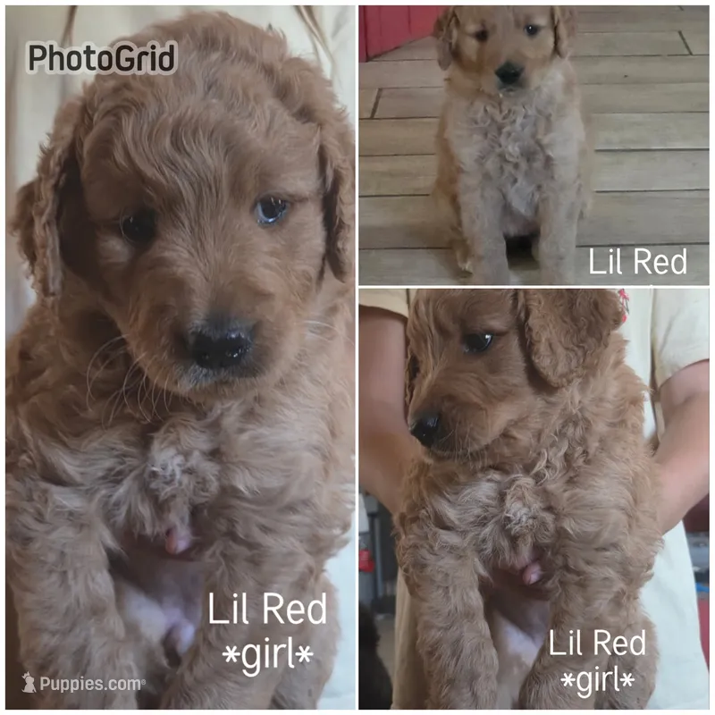 Lil Red – Goldendoodle puppy for sale in Vallejo, CA