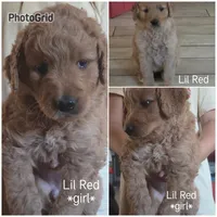 Lil Red, a female Goldendoodle for sale in Vallejo, CA – 1 of 3