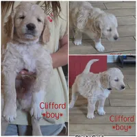 Clifford, a male Goldendoodle for sale in Vallejo, CA – 2 of 3