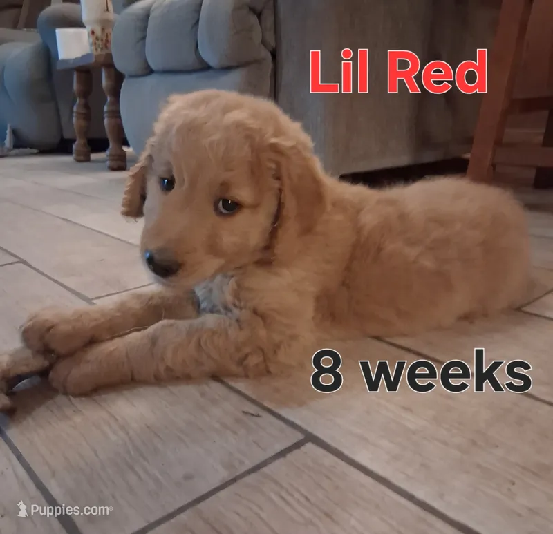 Lil Red – Goldendoodle puppy for sale in Vallejo, CA