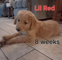 Lil Red, a female Goldendoodle for sale in Vallejo, CA – 2 of 6