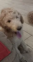 Rosie, a female Goldendoodle for sale in Vallejo, CA – 2 of 8