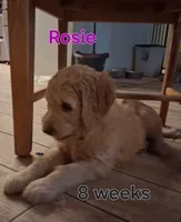 Rosie, a female Goldendoodle for sale in Vallejo, CA – 6 of 8