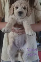 Violet, a female Goldendoodle for sale in Vallejo, CA – 4 of 4