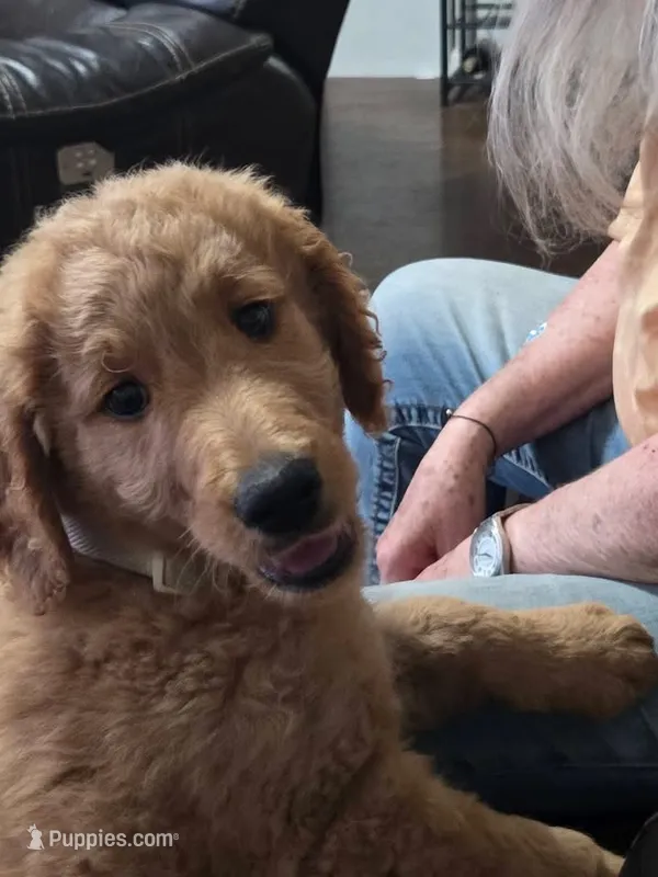 Lil Red – Goldendoodle puppy for sale in Vallejo, CA