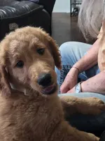 Lil Red, a female Goldendoodle for sale in Vallejo, CA – 1 of 6