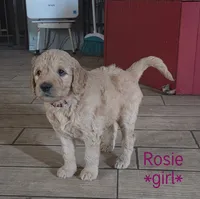 Rosie, a female Goldendoodle for sale in Vallejo, CA – 3 of 3