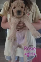 Rosie, a female Goldendoodle for sale in Vallejo, CA – 2 of 3