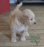 Beau, a male Goldendoodle for sale in Vallejo, CA – 2 of 3