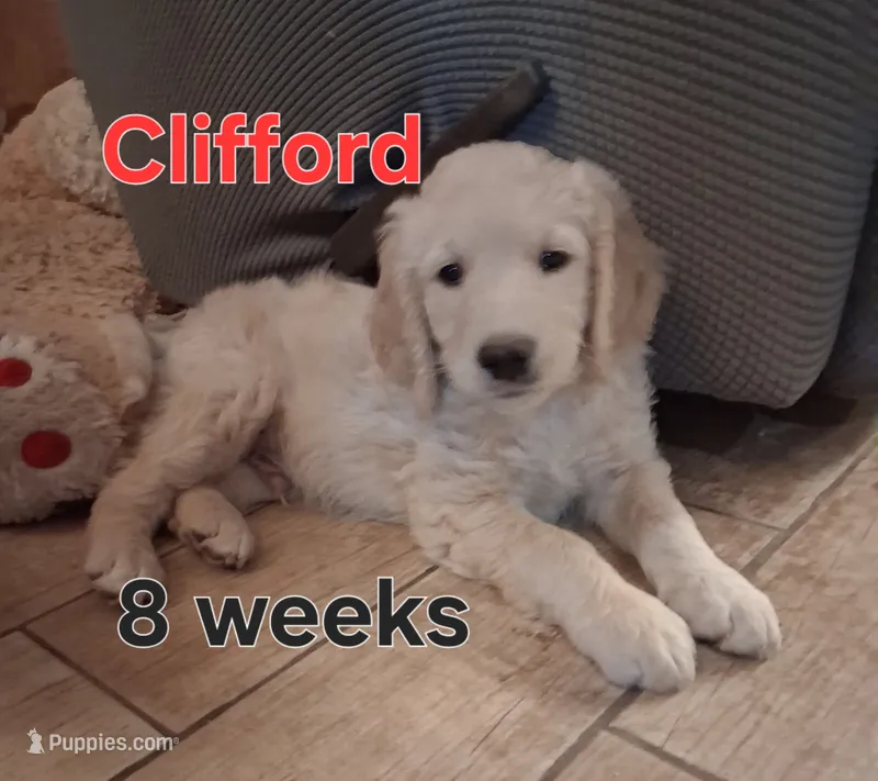Clifford – Goldendoodle puppy for sale in Vallejo, CA