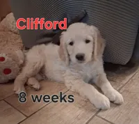 Clifford, a male Goldendoodle for sale in Vallejo, CA – 1 of 5