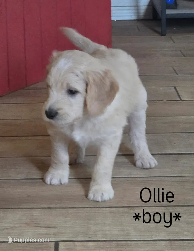 Ollie – Goldendoodle puppy for sale in Vallejo, CA