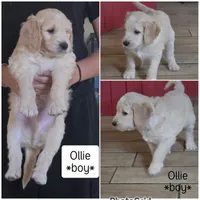 Ollie, a male Goldendoodle for sale in Vallejo, CA – 3 of 3
