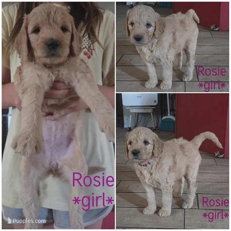 Rosie – Goldendoodle puppy for sale in Vallejo, CA