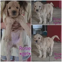 Rosie, a female Goldendoodle for sale in Vallejo, CA – 1 of 3