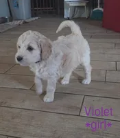 Violet, a female Goldendoodle for sale in Vallejo, CA – 3 of 4