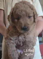 Lil Red, a female Goldendoodle for sale in Vallejo, CA – 2 of 3
