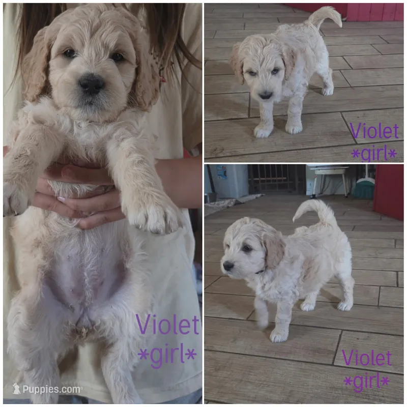 Violet – Goldendoodle puppy for sale in Vallejo, CA