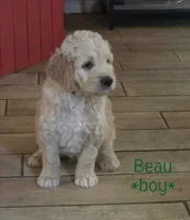 Beau, a male Goldendoodle for sale in Vallejo, CA – 3 of 3