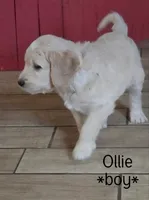 Ollie, a male Goldendoodle for sale in Vallejo, CA – 2 of 3