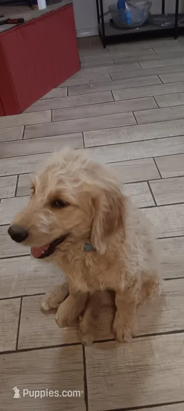Bubba – Goldendoodle puppy on hold in Vallejo, CA