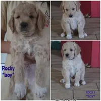 Rocky, a male Goldendoodle for sale in Vallejo, CA – 3 of 3
