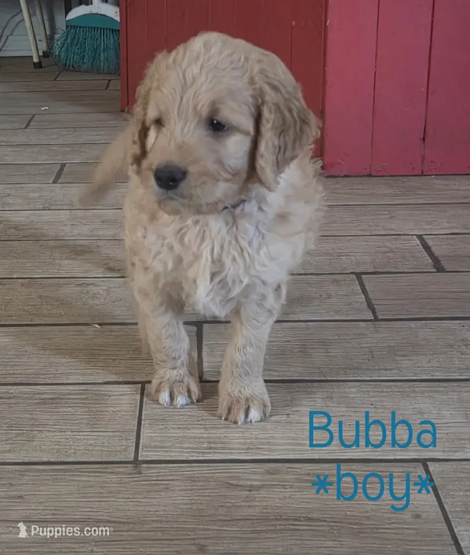 Bubba – Goldendoodle puppy for sale in Vallejo, CA