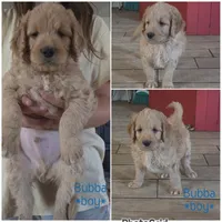 Bubba, a male Goldendoodle for sale in Vallejo, CA – 2 of 2