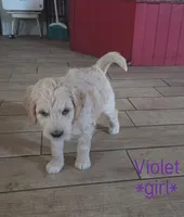 Violet, a female Goldendoodle for sale in Vallejo, CA – 2 of 4