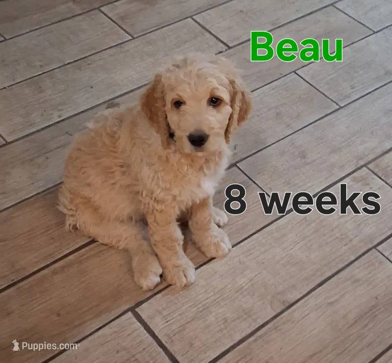 Beau – Goldendoodle puppy for sale in Vallejo, CA