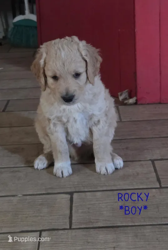 Rocky – Goldendoodle puppy for sale in Vallejo, CA