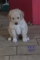 Rocky, a male Goldendoodle for sale in Vallejo, CA – 1 of 3