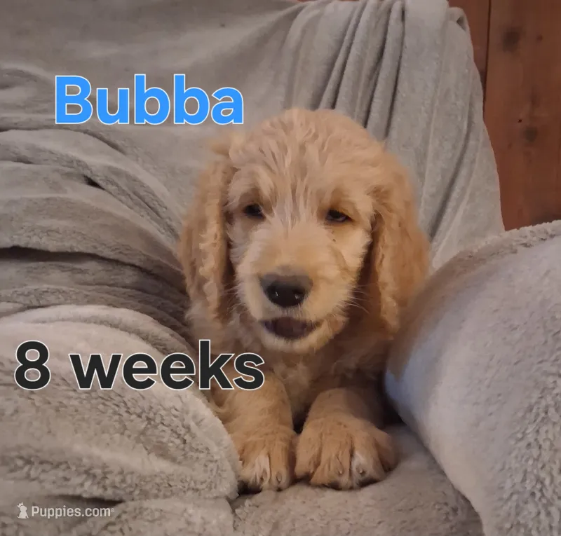 Bubba – Goldendoodle puppy for sale in Vallejo, CA