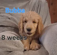 Bubba, a male Goldendoodle for sale in Vallejo, CA – 3 of 5