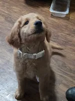 Lil Red, a female Goldendoodle for sale in Vallejo, CA – 3 of 6