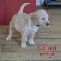 Clifford, a male Goldendoodle for sale in Vallejo, CA – 3 of 3