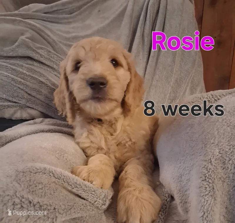 Rosie – Goldendoodle puppy for sale in Vallejo, CA