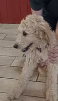 Rosie, a female Goldendoodle for sale in Vallejo, CA – 3 of 8