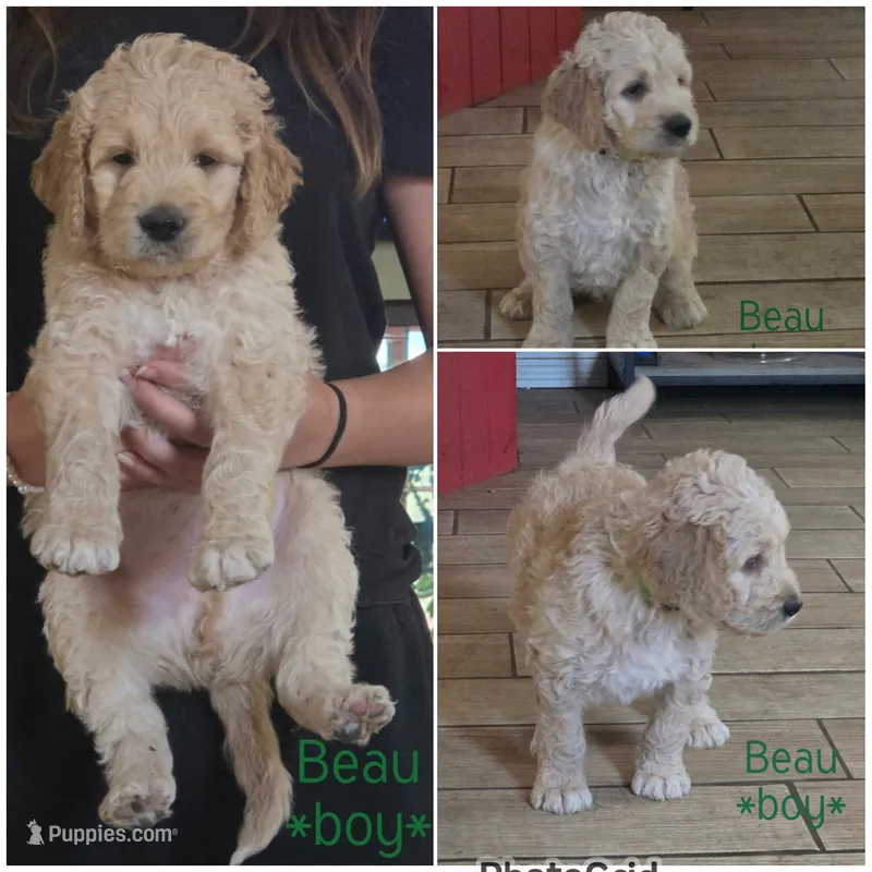 Beau – Goldendoodle puppy for sale in Vallejo, CA