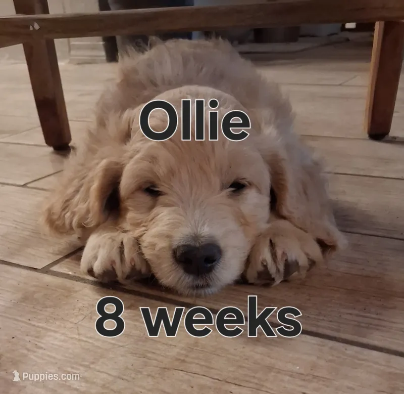 Ollie – Goldendoodle puppy for sale in Vallejo, CA