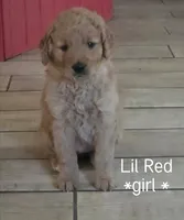 Lil Red, a female Goldendoodle for sale in Vallejo, CA – 3 of 3
