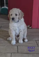Rocky, a male Goldendoodle for sale in Vallejo, CA – 2 of 3