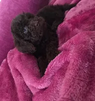 Chino , a male Cockapoo for sale in Chicago, IL – Photo 3 of 3