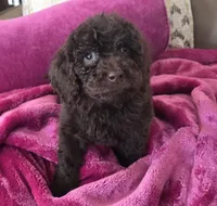 Chino , a male Cockapoo for sale in Chicago, IL – Photo 2 of 3
