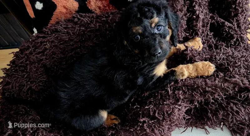 Graham – Cockapoo puppy for sale in Chicago, IL