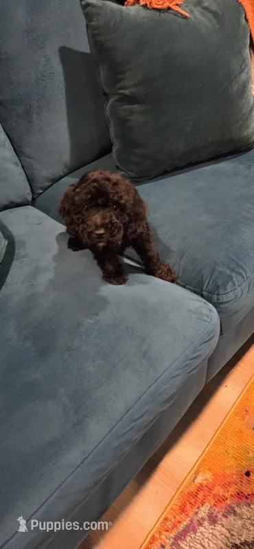 Gio – Cockapoo puppy for sale in Chicago, IL